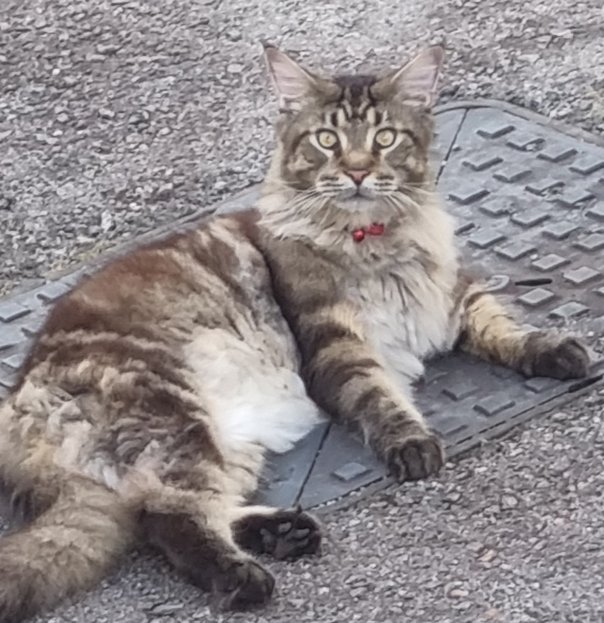 Lewis TEGのプロフィールページ - moomooコミュニティ